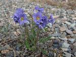 Wildflowes near East Lake Wasserman