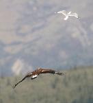 Eagle interacting with a Gull