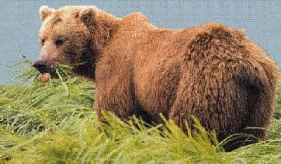 A brown bear (grizzly) standing in tall grasses by water.  Brown bears have dish shaped faces and a hump on their back.
