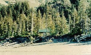 A picture of a cabin almost entirely obscured by a stand of trees at Kenai Fjords National Park