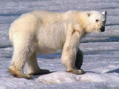 A polar bear on polar ice