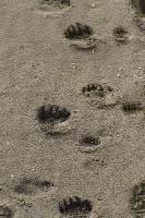 Fresh bear tracks in sand