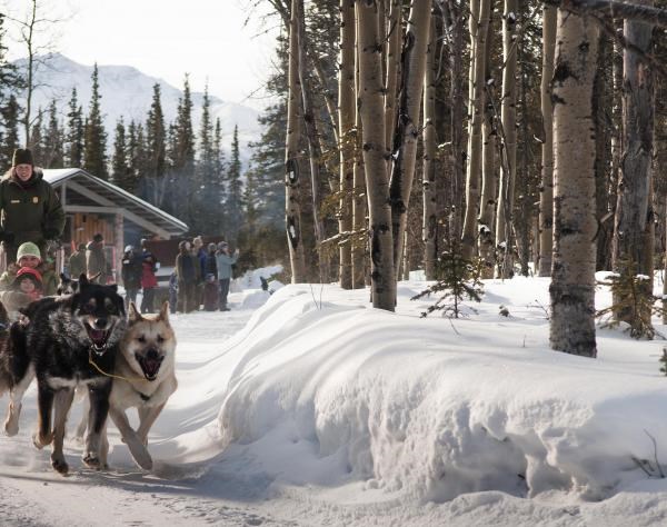 Dogs pulling a sled held by a ranger in Denali National Park.
