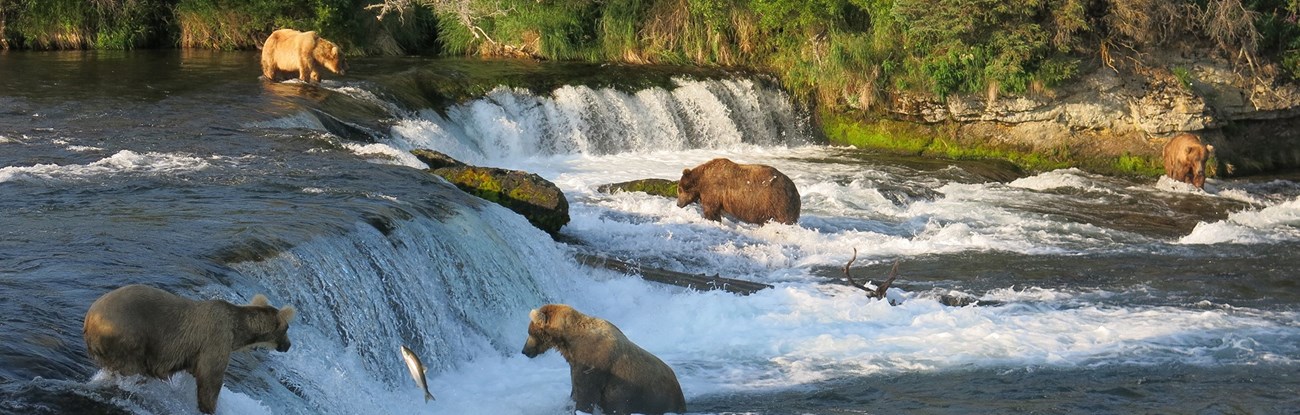 Brown bears in water fall catching salmon with trees behind.