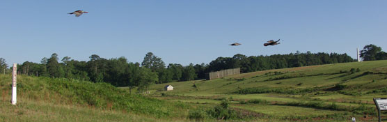 Turkeys flying over a small valley