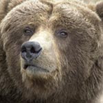 Be safe in bear country!