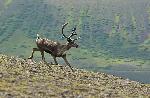 Caribou (Rangifer tarandus)