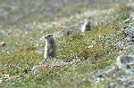 Arctic Ground Squirrel (Spermophilus parryii)