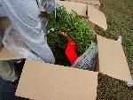 Unpacking the wreaths