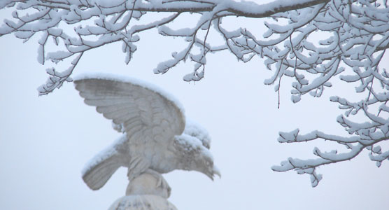 eagle-with-snow