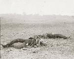 Confederate Dead