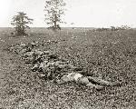 Dead gathered for burial