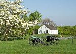 Dunker Church and Dogwood Tree
