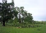 Branches Down at the Maryland Monument