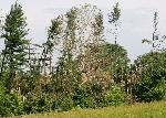 Shattered Trees