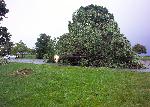 Trees Down at the Visitor Center