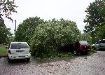 Trees Down at the Visitor Center