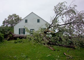 Tree down at the Dunker Church right after the storm