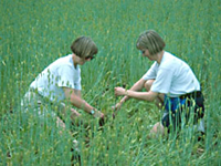volunteers plant a tree