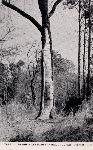 Postcard of tree where Lee made farewell address