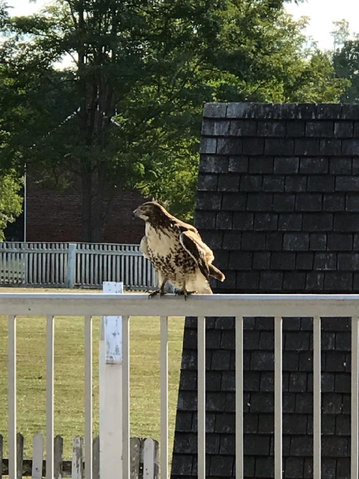 Immature Red-tailed Hawk perched on the rail at the McLean House