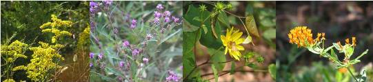 Common wildflowers