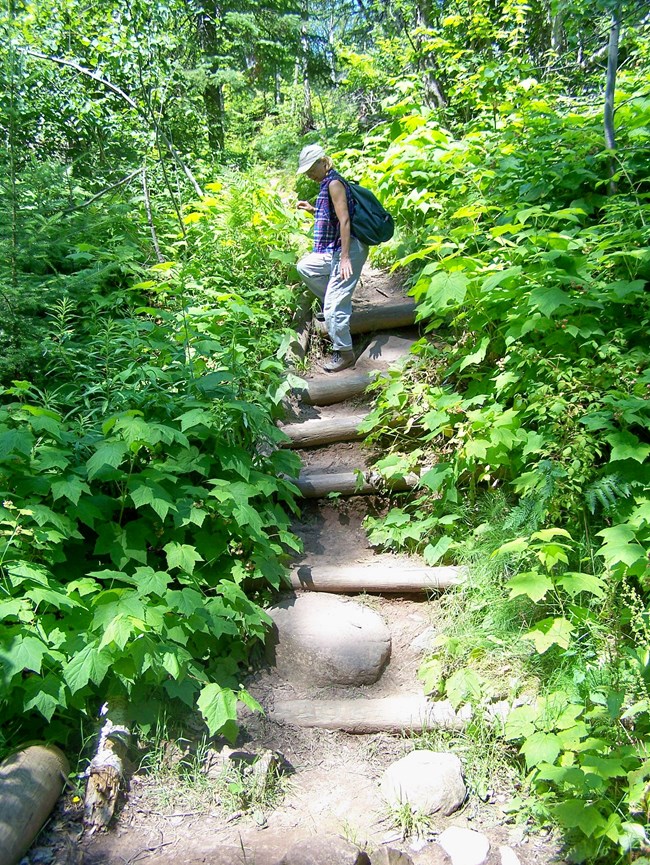 A hiker carefully steps down one of six eroded log steps.