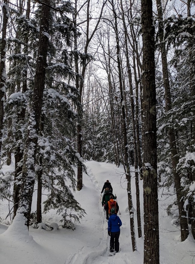 Four hikers walk down a snow covered trail through the trees.