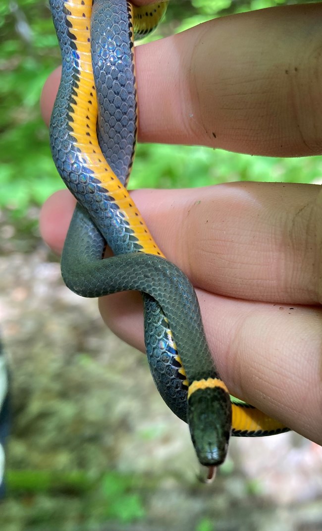 Dark gray and yellow snake twined around fingers.