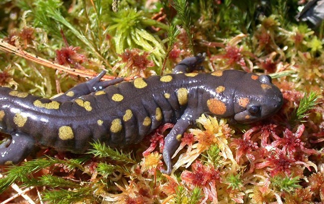 Dark gray salamander with orange and yellow spotsl