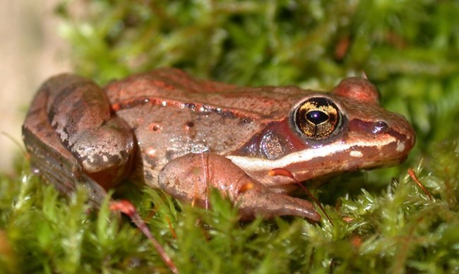 Brown and orange frog in moss.