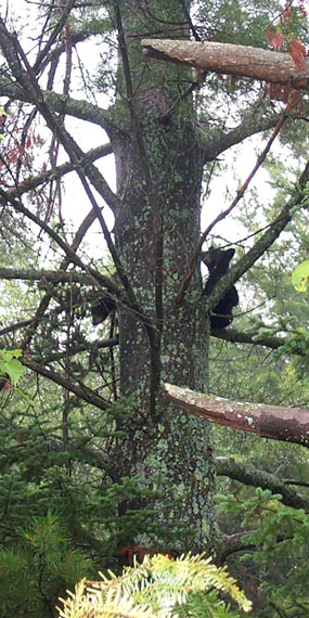 Can you see the two cubs? Can you see the two cubs?