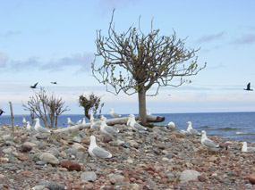 Gulls on Gull Island