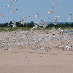 Gulls on Long Island