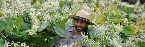 Park Ranger Japanese Knotweed