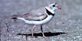 Piping Plover
