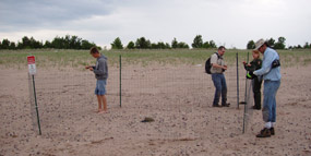 Plover Enclosure on Long Island