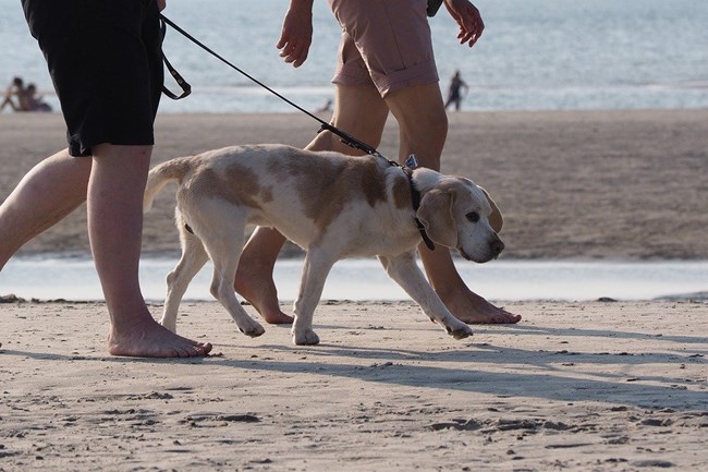 A brown and white dog walking on a leash on the beach.