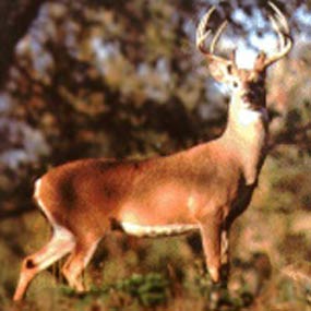 White Tailed Deer White Tailed Deer