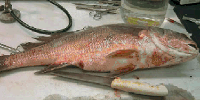 VHS Fish