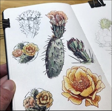 watercolor illustrations of prickly pear pads and flowers
