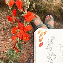 orange wildflowers beside notebook with sketch of same