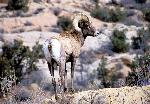 Bighorn Sheep