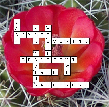 A completed crossword puzzle overlaid on an image of a cactus with a red flower. Answers are as follows: 1 is jack, 2 is fox, 3 is beetle, 4 is coyote, 5 is evening, 6 is cactus, 7 is spadefoot, 8 is owl, 9 is tree, and 10 is sagebrush