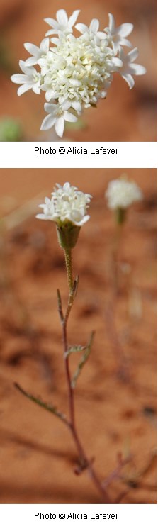 reddish brown stem with a cluster of small white flowers at the tip.