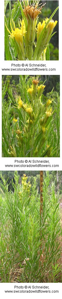 Tall green stems with thin, tapered leaves and yellow flowers with several spike-like petals sticking up.