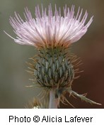 Pale pink flower that has small petals pointing up with a spiny greenish base. A thistle.