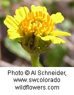Close up of a bright yellow flower with square shaped petals and then small yellow disks sticking up from center of flower.