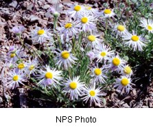 Multiple flowers with bright yellow centers and numerous white petals that taper.