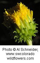 Closeup of a yellow flower with tiny petals that hasn't fully opened yet. Underside of flower is spiny.
